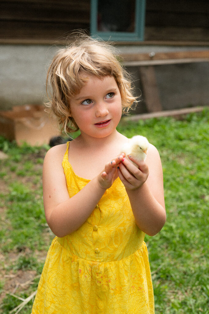 A little girl in a yellow dress holds a baby chick during a documentary family photography session